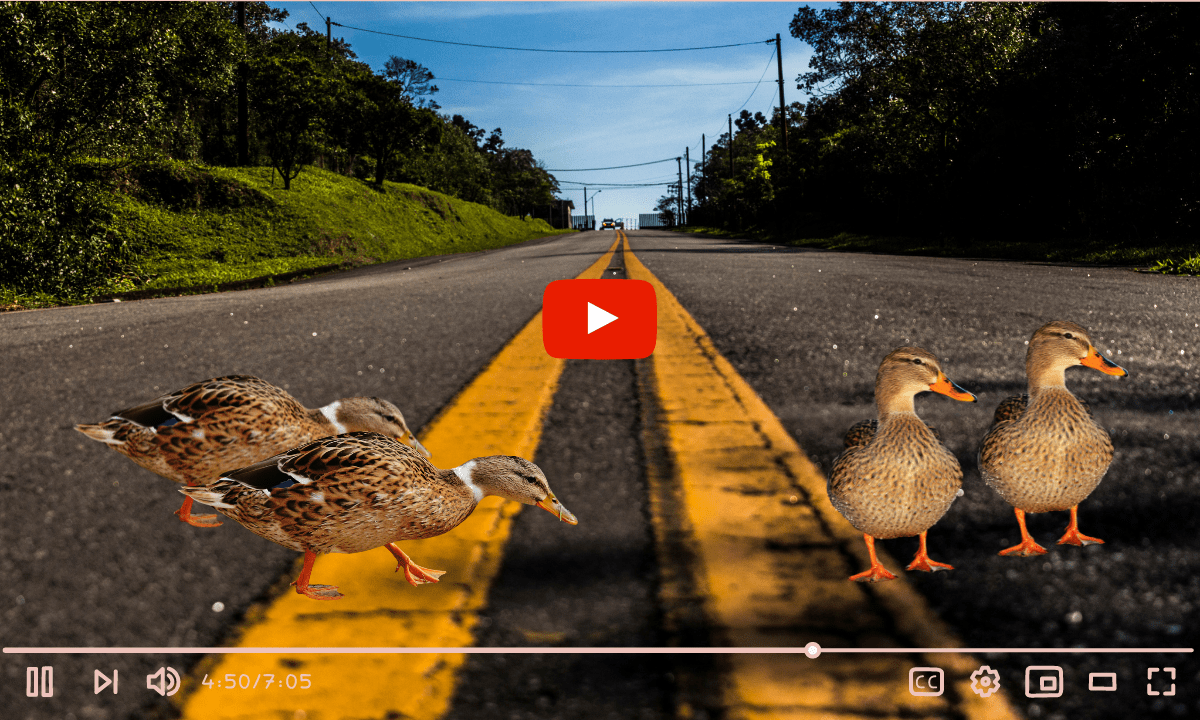 Manada de patos desfila em cruzamento de cidade e viraliza nas redes sociais