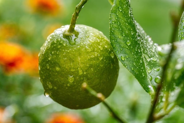 Limão fatiado em um prato, destacando os benefícios para a saúde humana